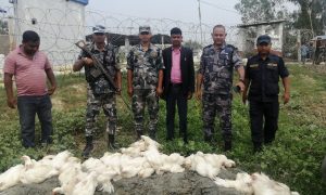 भारतबाट अवैधरुपमा नेपाल भित्र्याउदै गरेका कुखुरा नष्ट