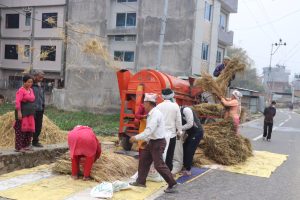 तारकेश्वर नगरपालिका वडा नं ९ स्थित मनमैजु सडक किनारामा थ्रेसर मेसिनको सहयोगमा गहुँ चुट्दै किसान। तस्बिर :हरिराम भेटुवाल/रासस
